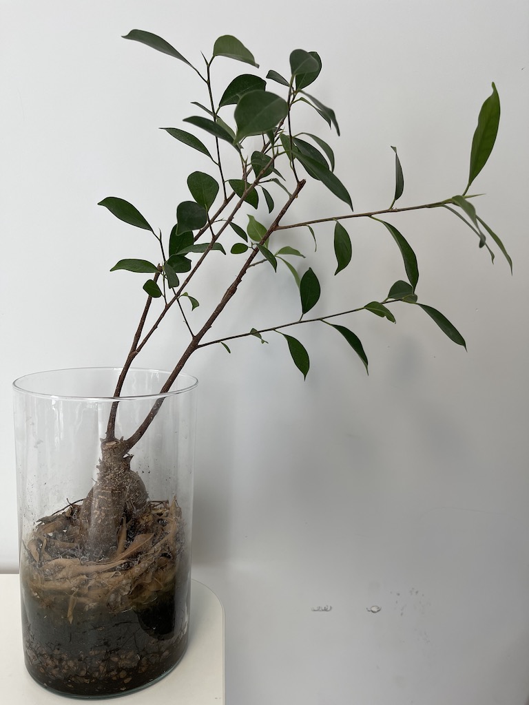[Obrazek: bonsai_001.jpeg]