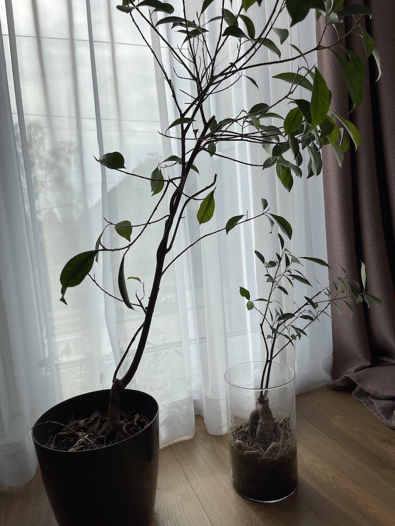 [Obrazek: bonsai_006.jpeg]