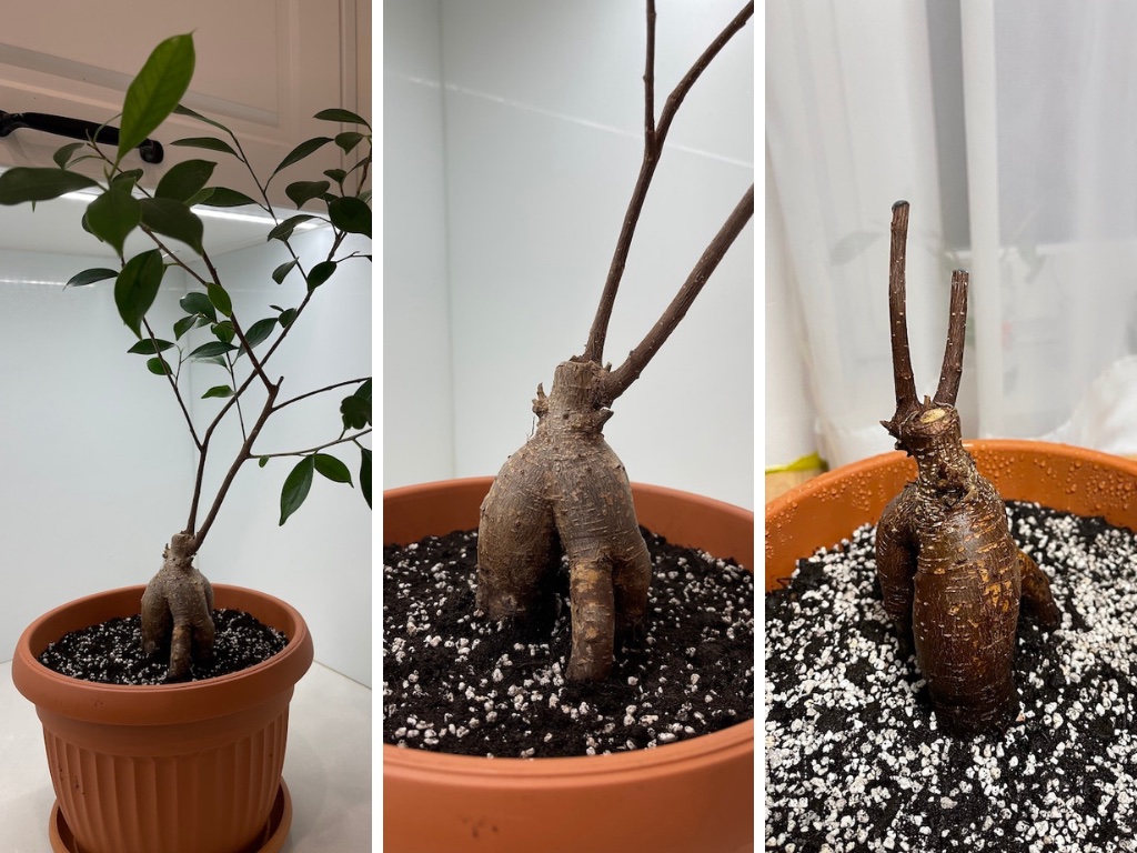 [Obrazek: bonsai_011.jpeg]